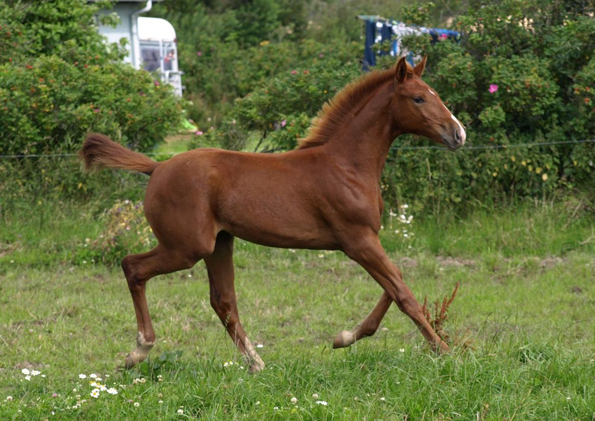 Knabstrupper Alaiiah Korsholm billede 17