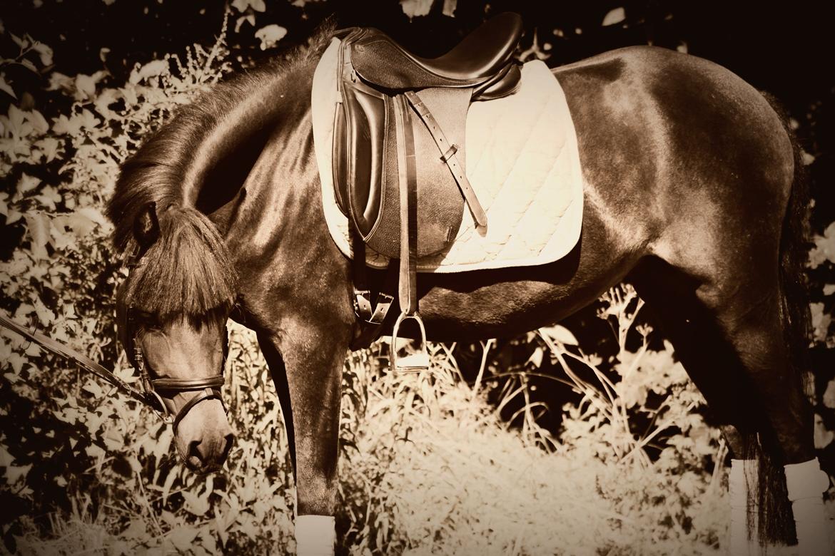 New Forest CK Chanell billede 1