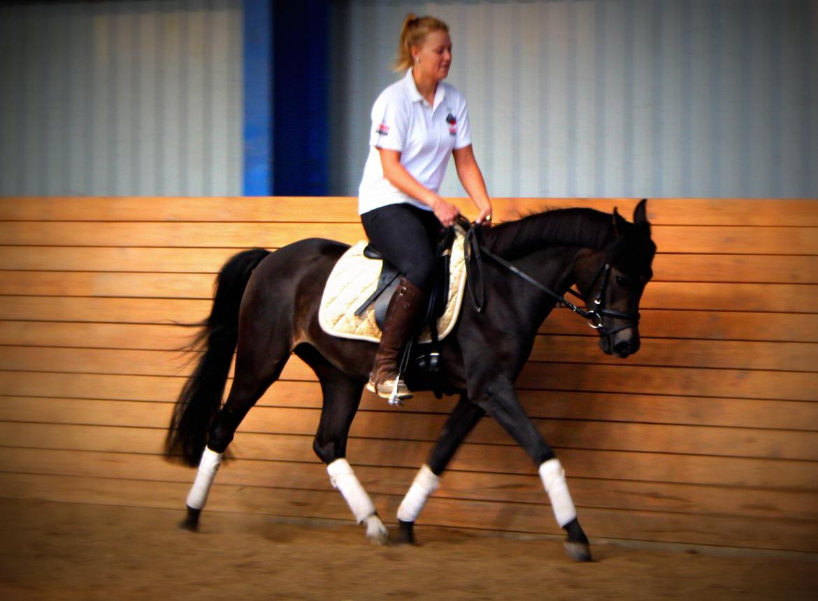 New Forest CK Chanell billede 8