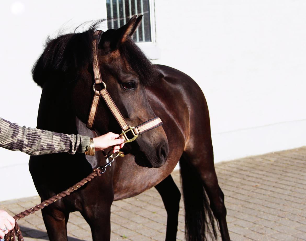 New Forest CK Chanell billede 2