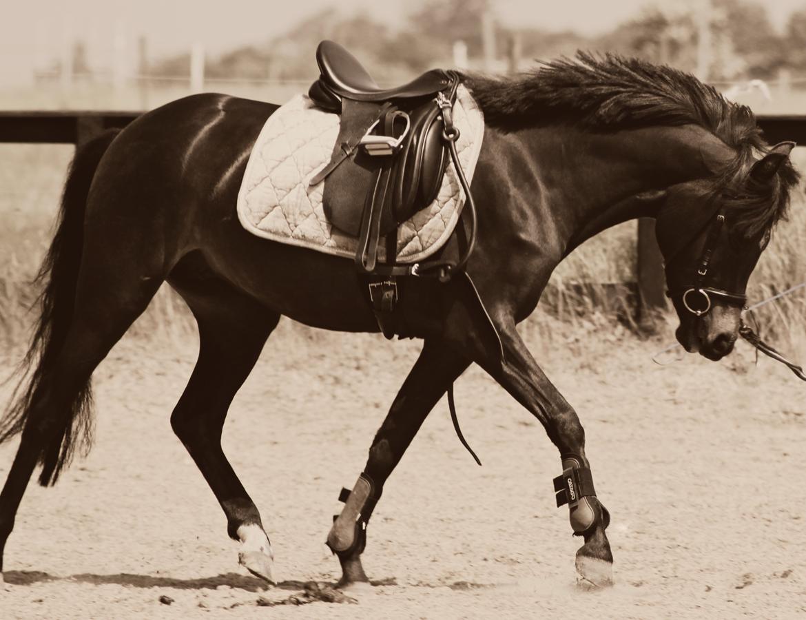 New Forest CK Chanell billede 4