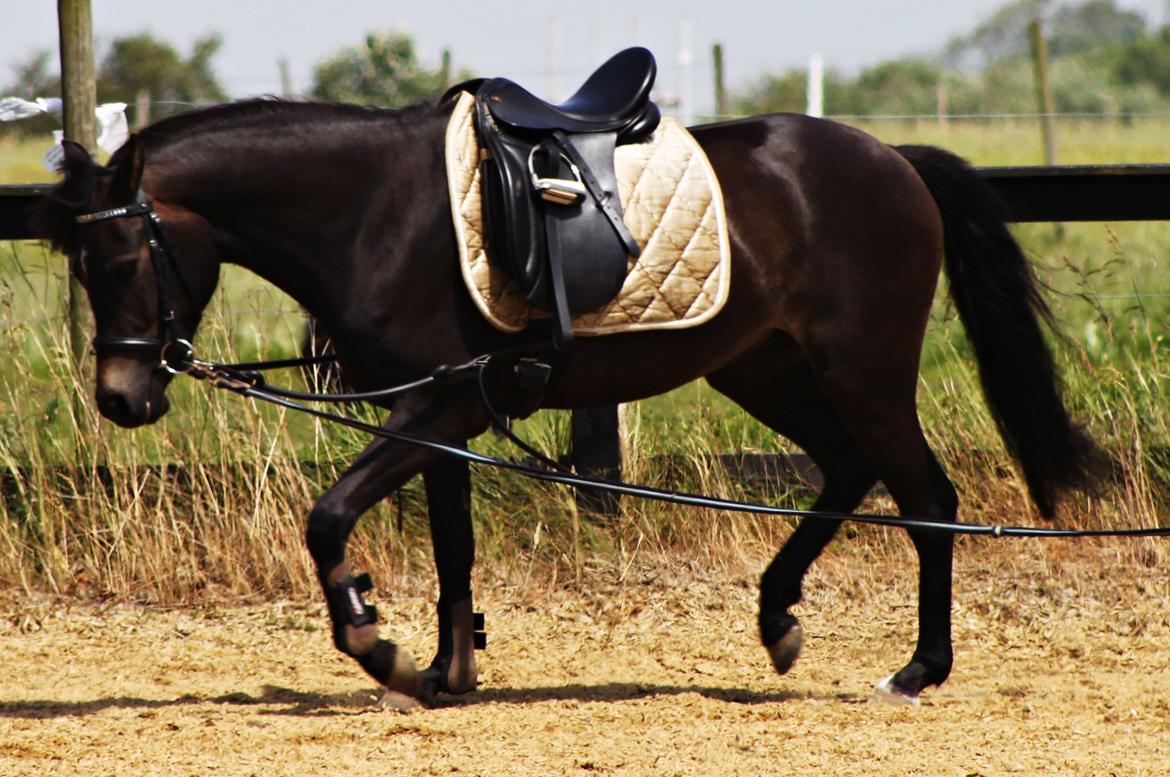 New Forest CK Chanell billede 7