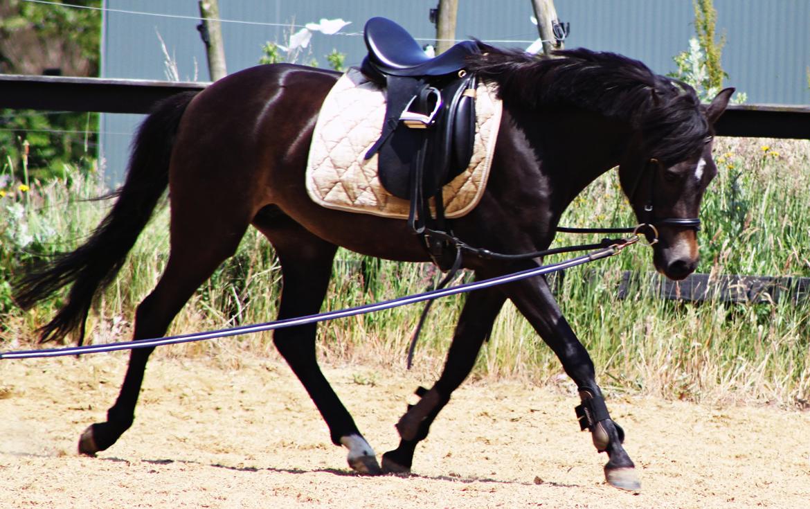 New Forest CK Chanell billede 6