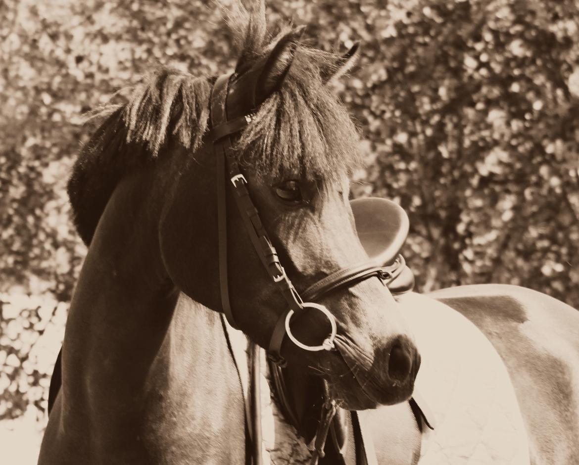 New Forest CK Chanell billede 5