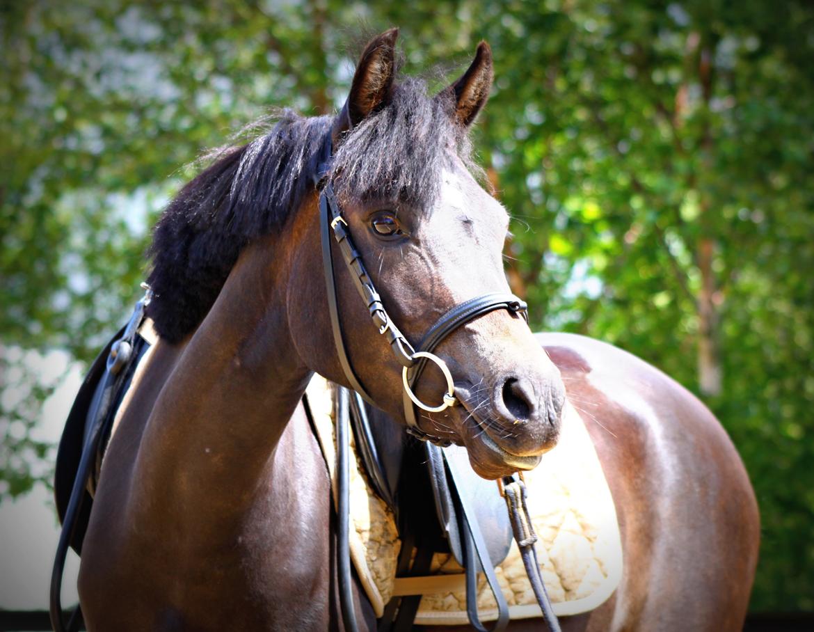 New Forest CK Chanell billede 9