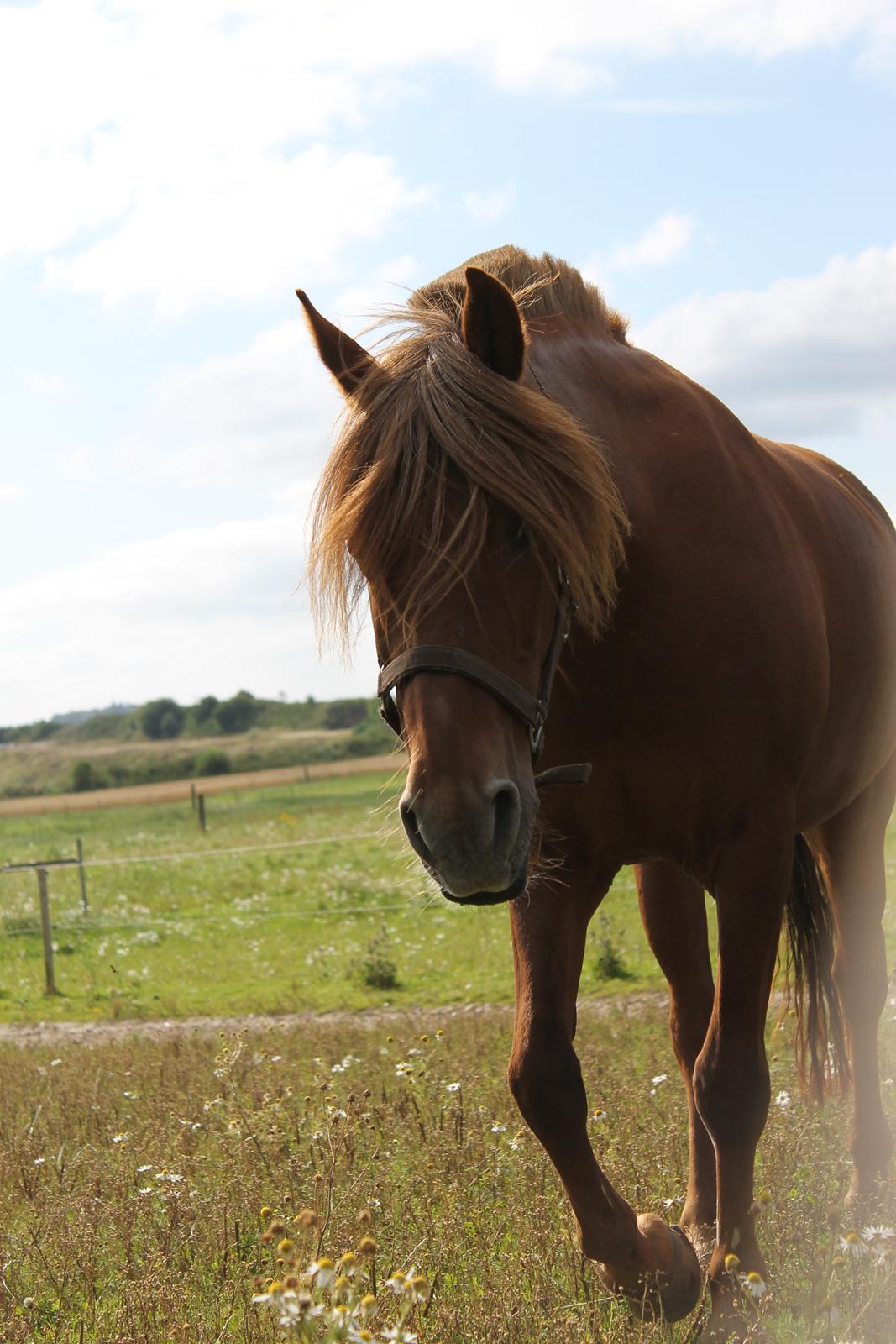 Anden særlig race Barcardi - Fjoller lige på folden billede 3