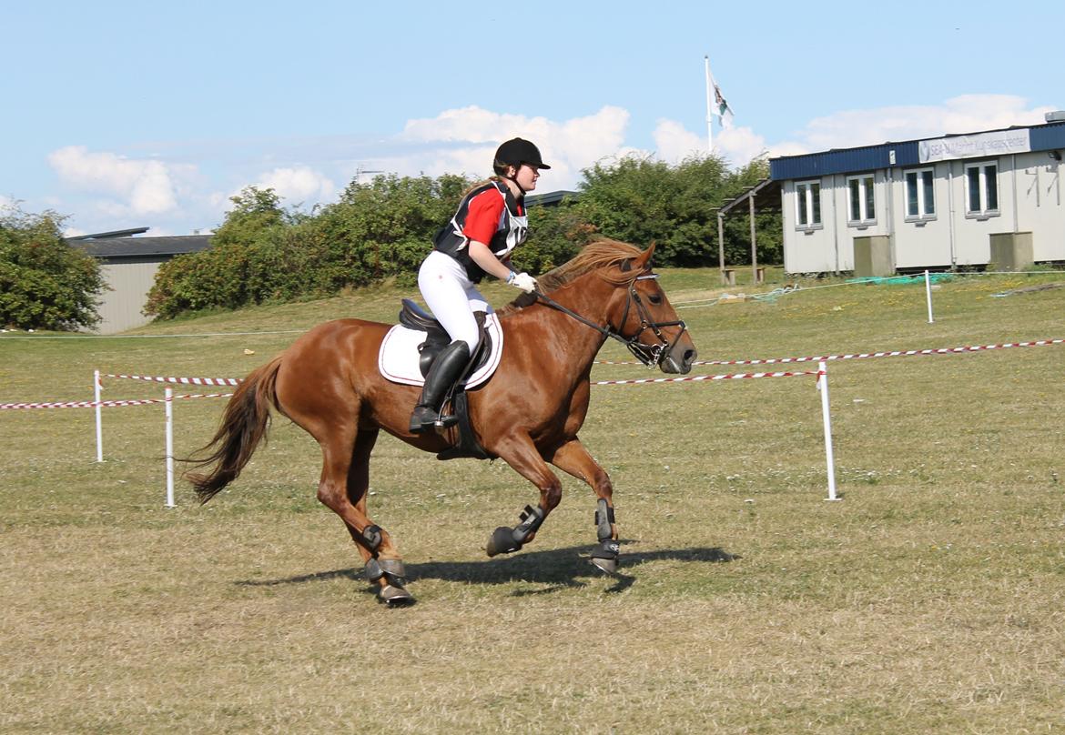 Anden særlig race Barcardi - Sugar Cup 2012 - Malmö, Sverige! billede 6