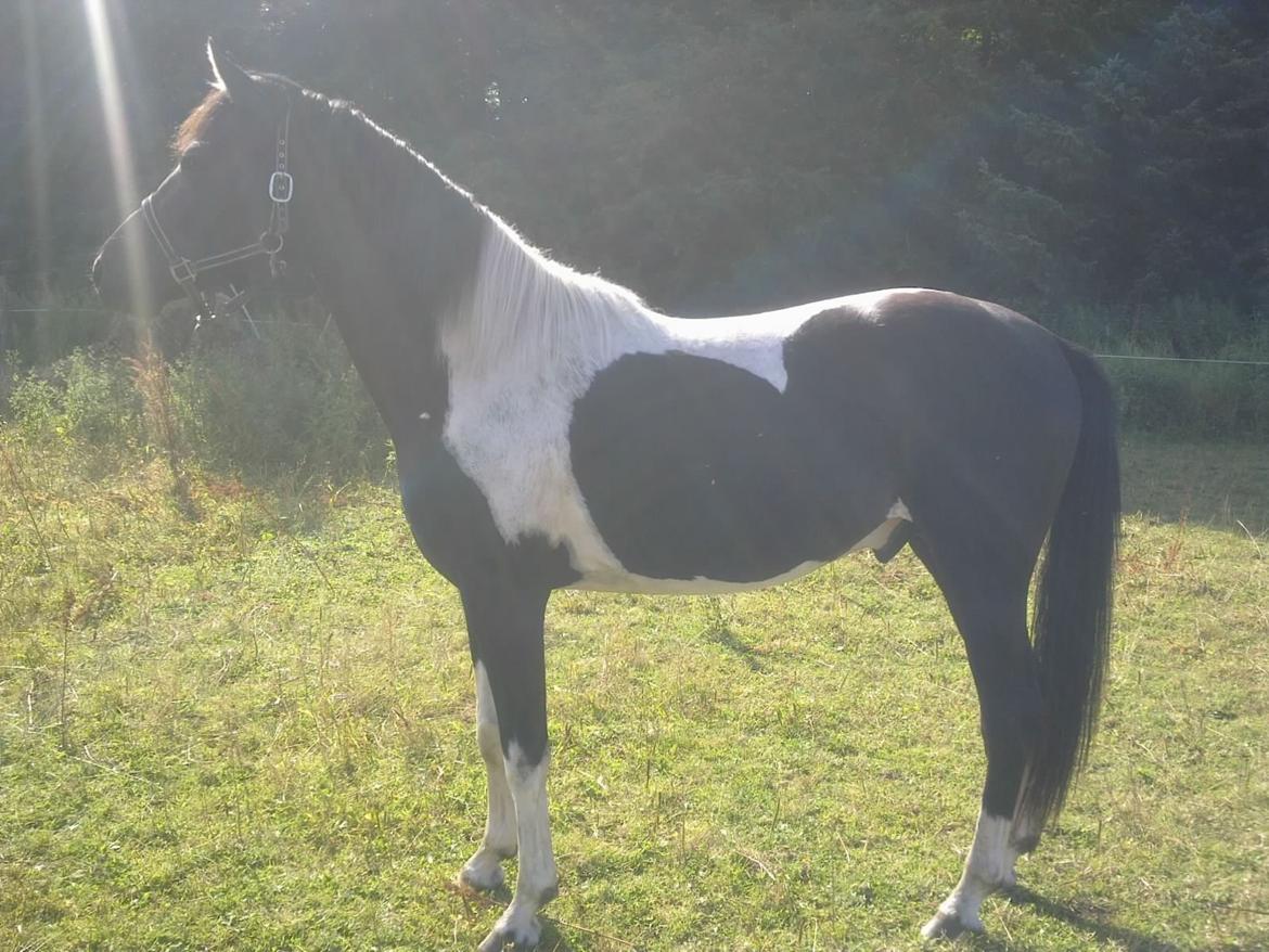 Pinto Kallestrups alistore o'shar - Taget den 14 /8-12 billede 16