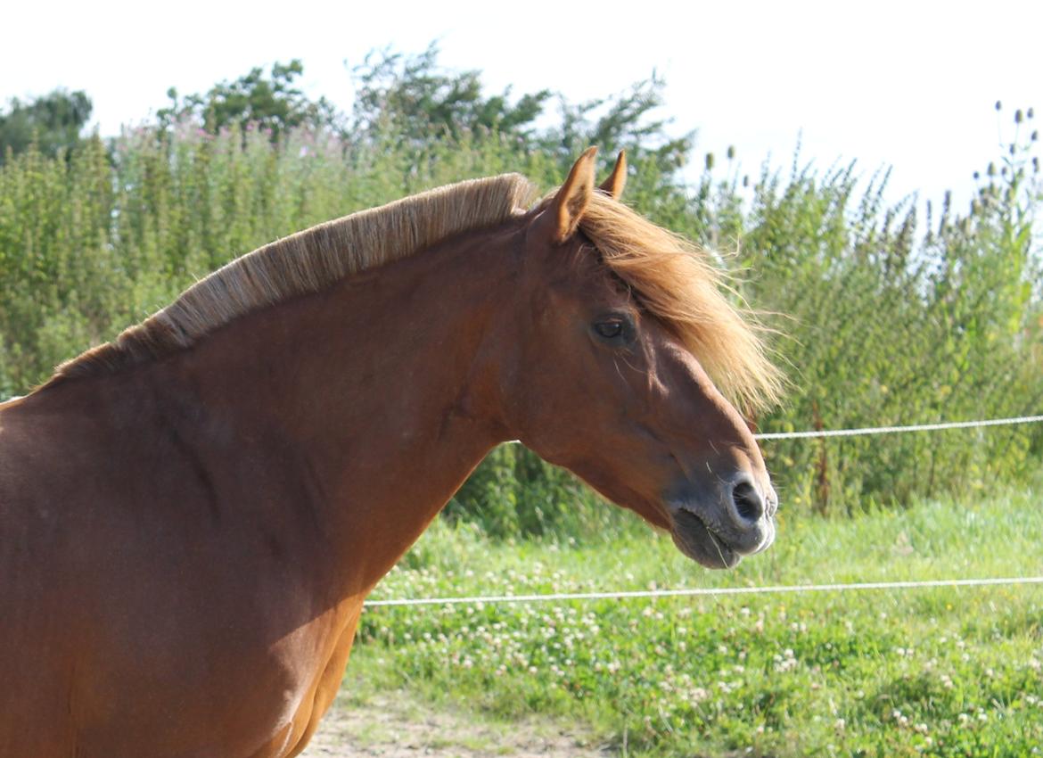 Anden særlig race Barcardi - Cardi, min trofaste ganger billede 1