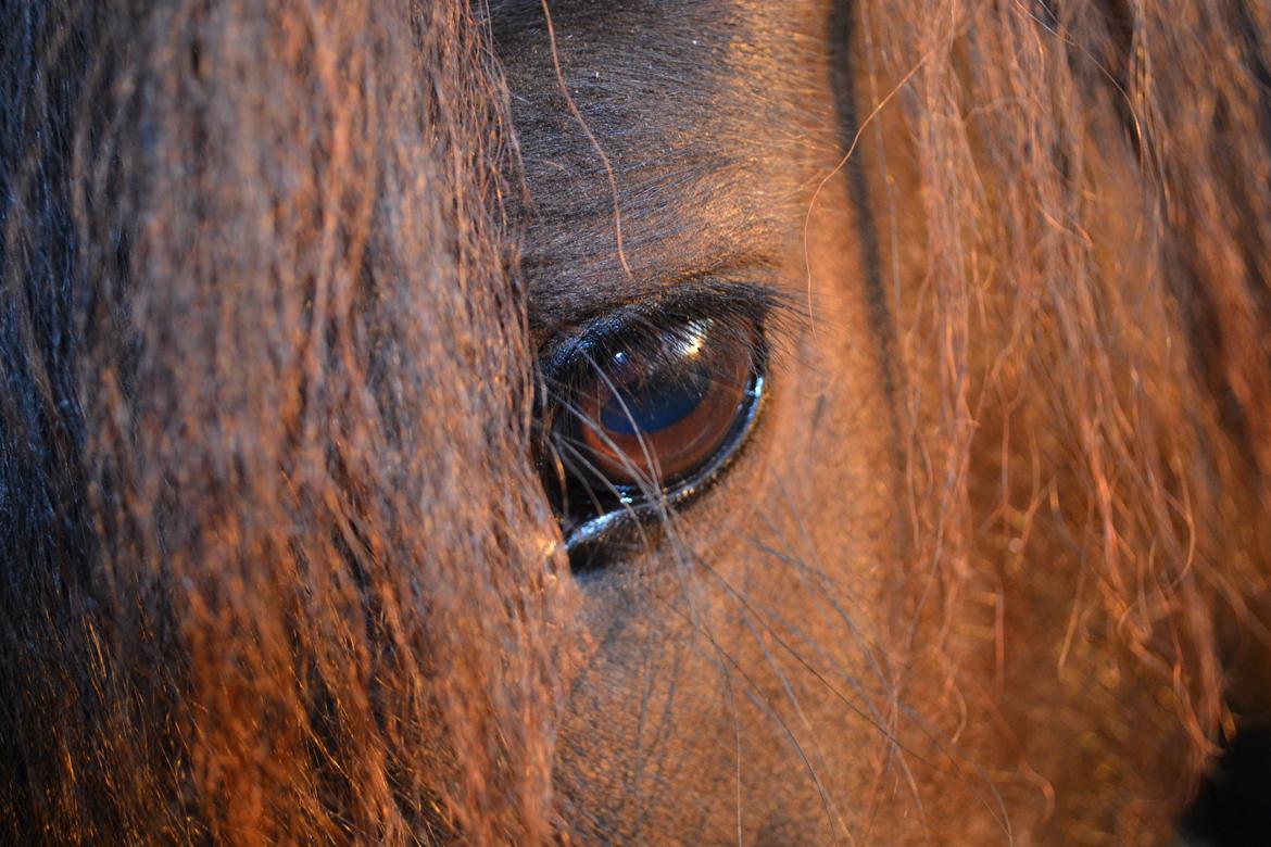 Islænder Askjör fra Lyskjær [Mit kæreste eje] - „At se på en smuk stjernehimmel, er som at se dig i øjnene. Der er dog én forskel, stjernehimlen er ikke skabt for at glæde mig, det er du“ billede 11