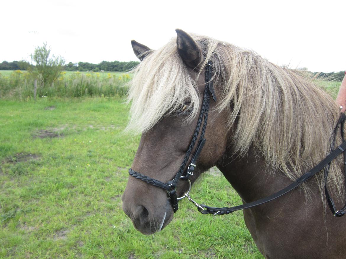 Islænder Gøff (fasters hest) [ i fole) - smukke skatter  billede 2