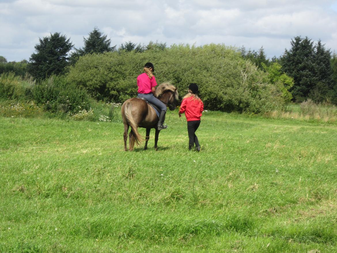 Islænder Gøff (fasters hest) [ i fole) - det blæser vist meget  billede 5