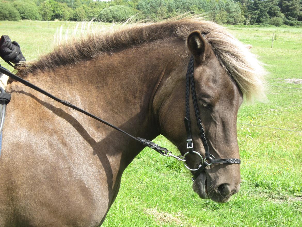 Islænder Gøff (fasters hest) [ i fole) - til bidet det kan hun jo også hun er god billede 7
