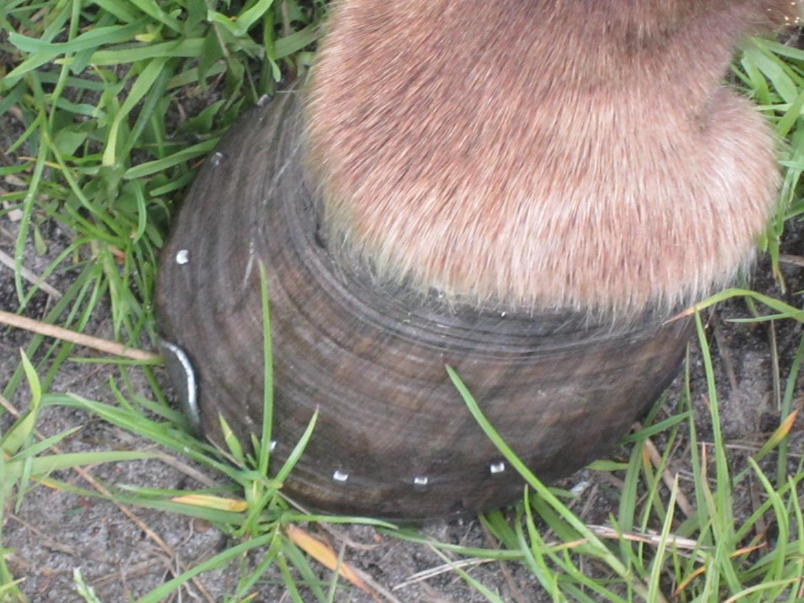 Islænder Gøff (fasters hest) [ i fole) - hendes hov hun går med sko billede 9