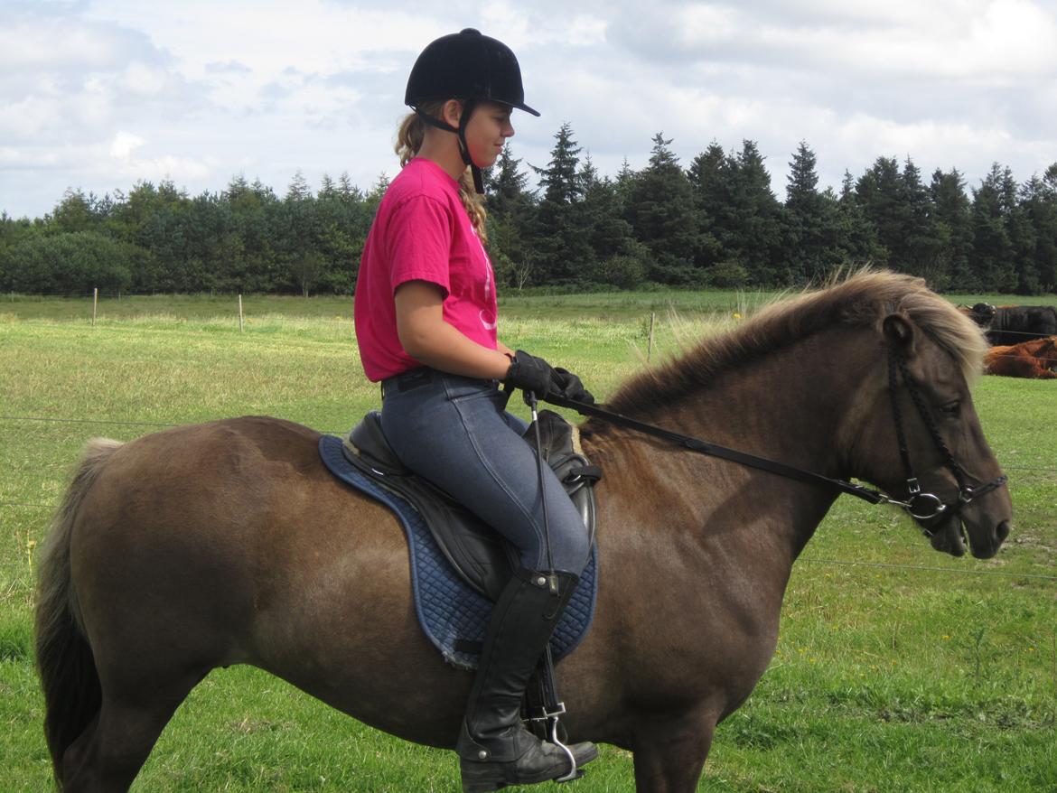 Islænder Gøff (fasters hest) [ i fole) billede 11