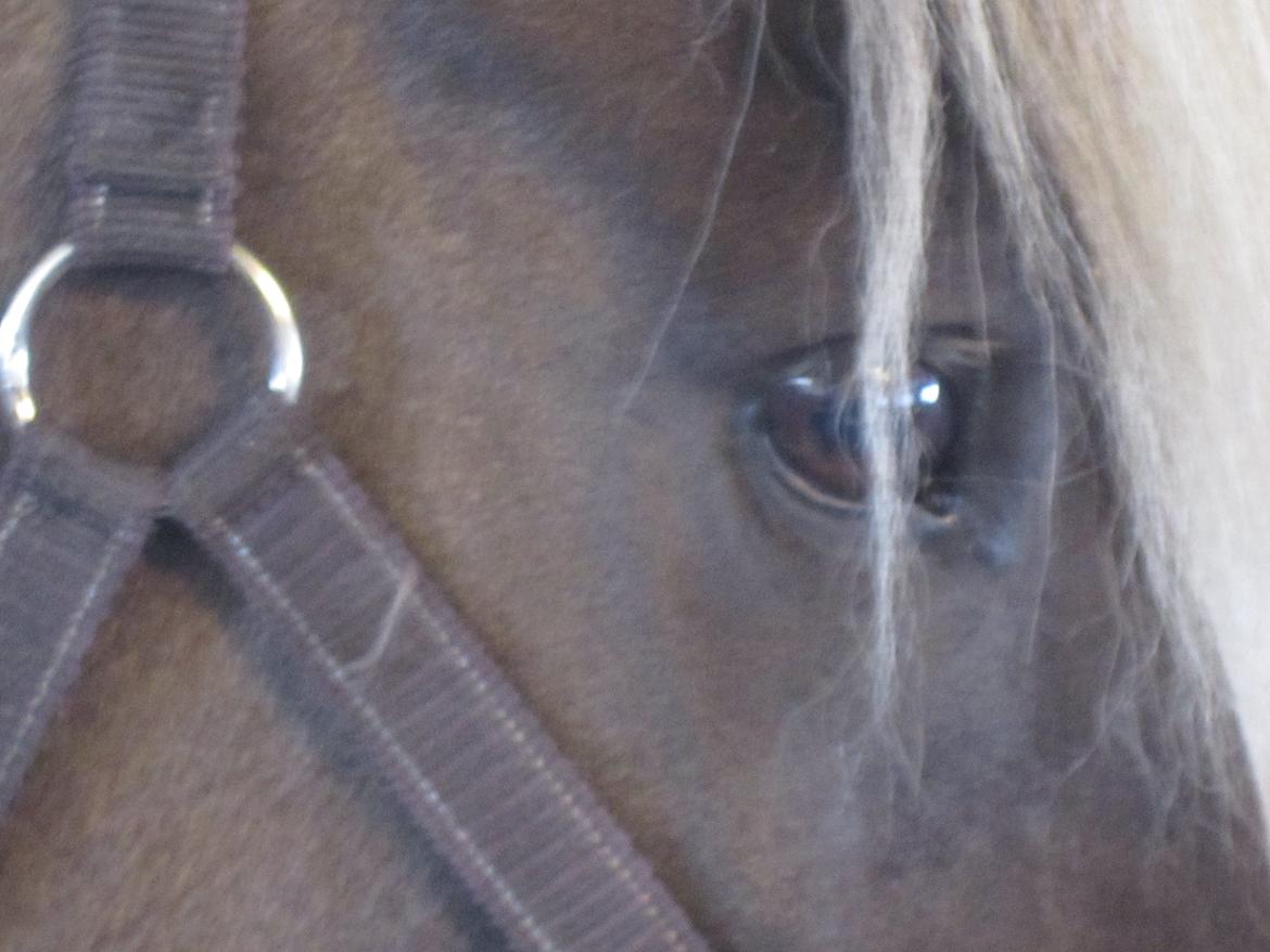 Islænder Gøff (fasters hest) [ i fole) - hendes smukke øje billede 12