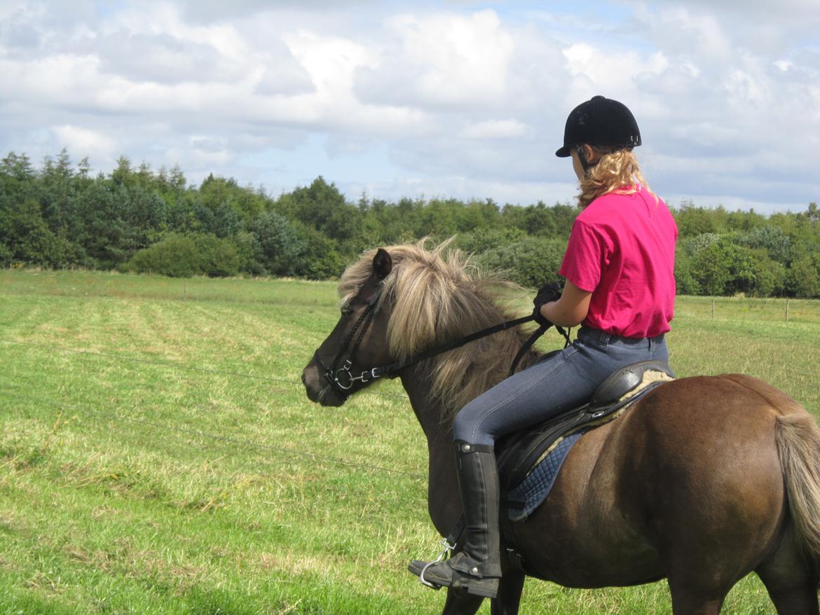 Islænder Gøff (fasters hest) [ i fole) - frisk det er hun :-* billede 13