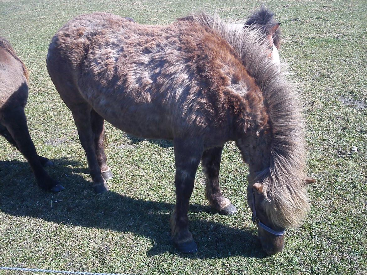Islænder Gøff (fasters hest) [ i fole) - græs i vinters 2011 billede 10