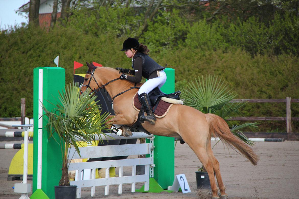 Anden særlig race Idefix billede 7