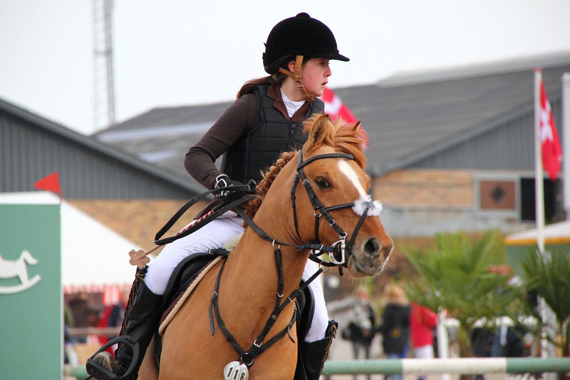 Anden særlig race Idefix billede 1