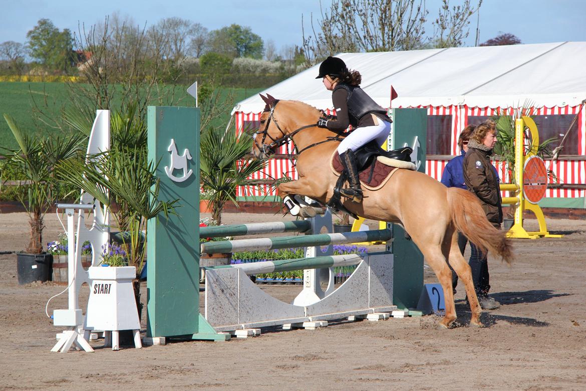 Anden særlig race Idefix billede 2