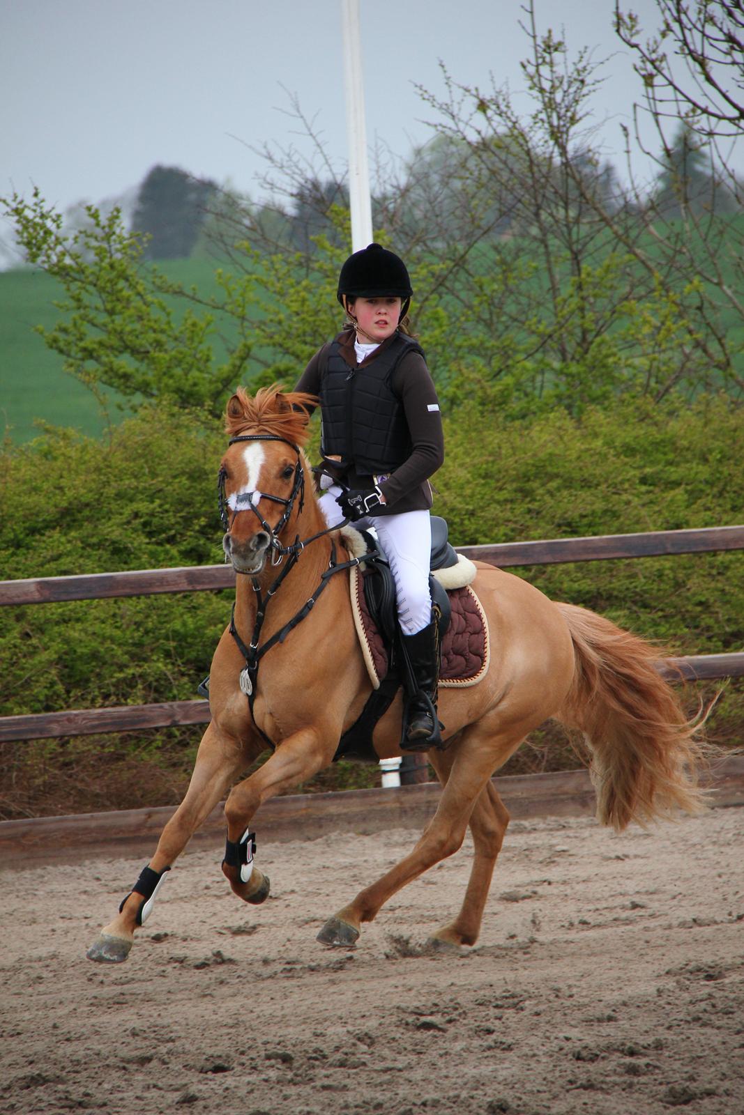 Anden særlig race Idefix billede 10