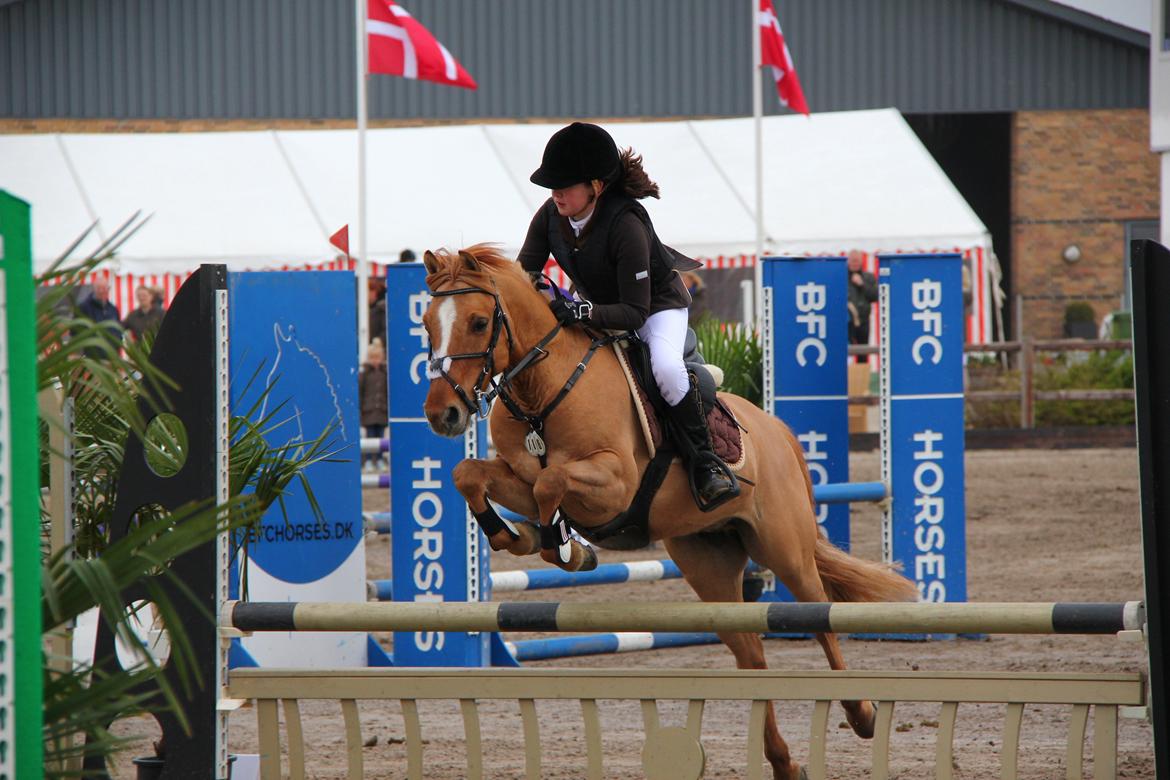 Anden særlig race Idefix billede 11