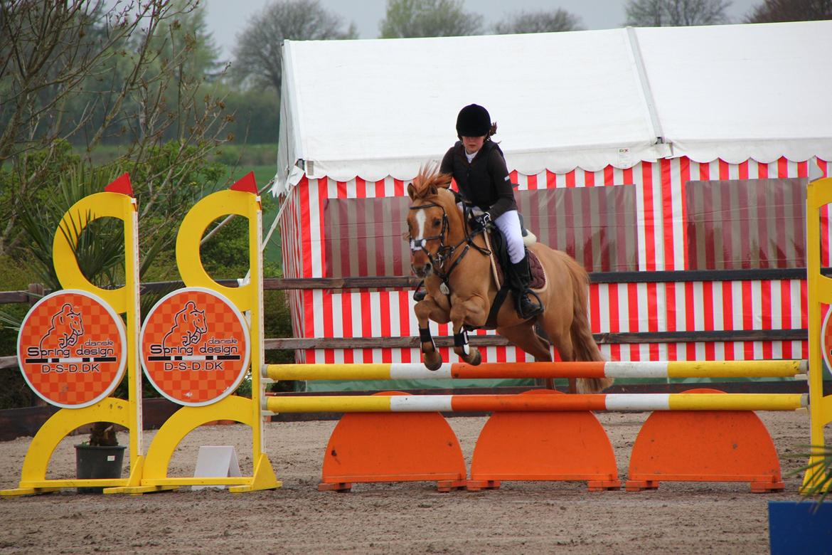 Anden særlig race Idefix billede 12