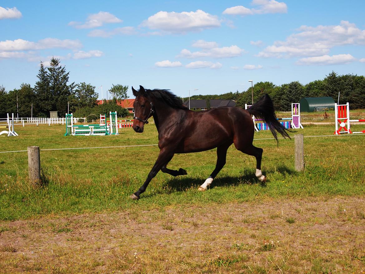 Traver Queen For Charity (SE) billede 10