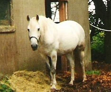 DSP JESSICA billede 2