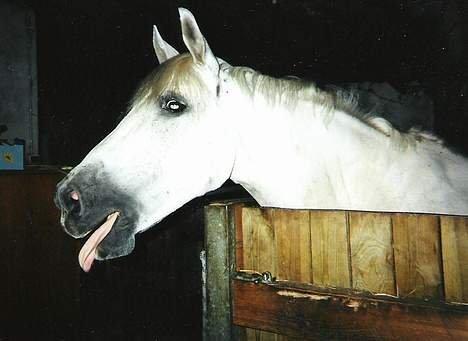 DSP JESSICA billede 4