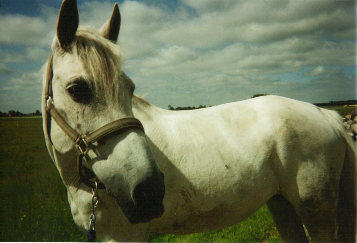 DSP JESSICA billede 18