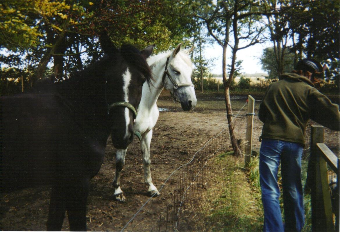 DSP JESSICA - Efter stævne <3 billede 19