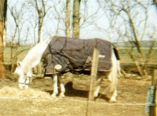 DSP JESSICA billede 20