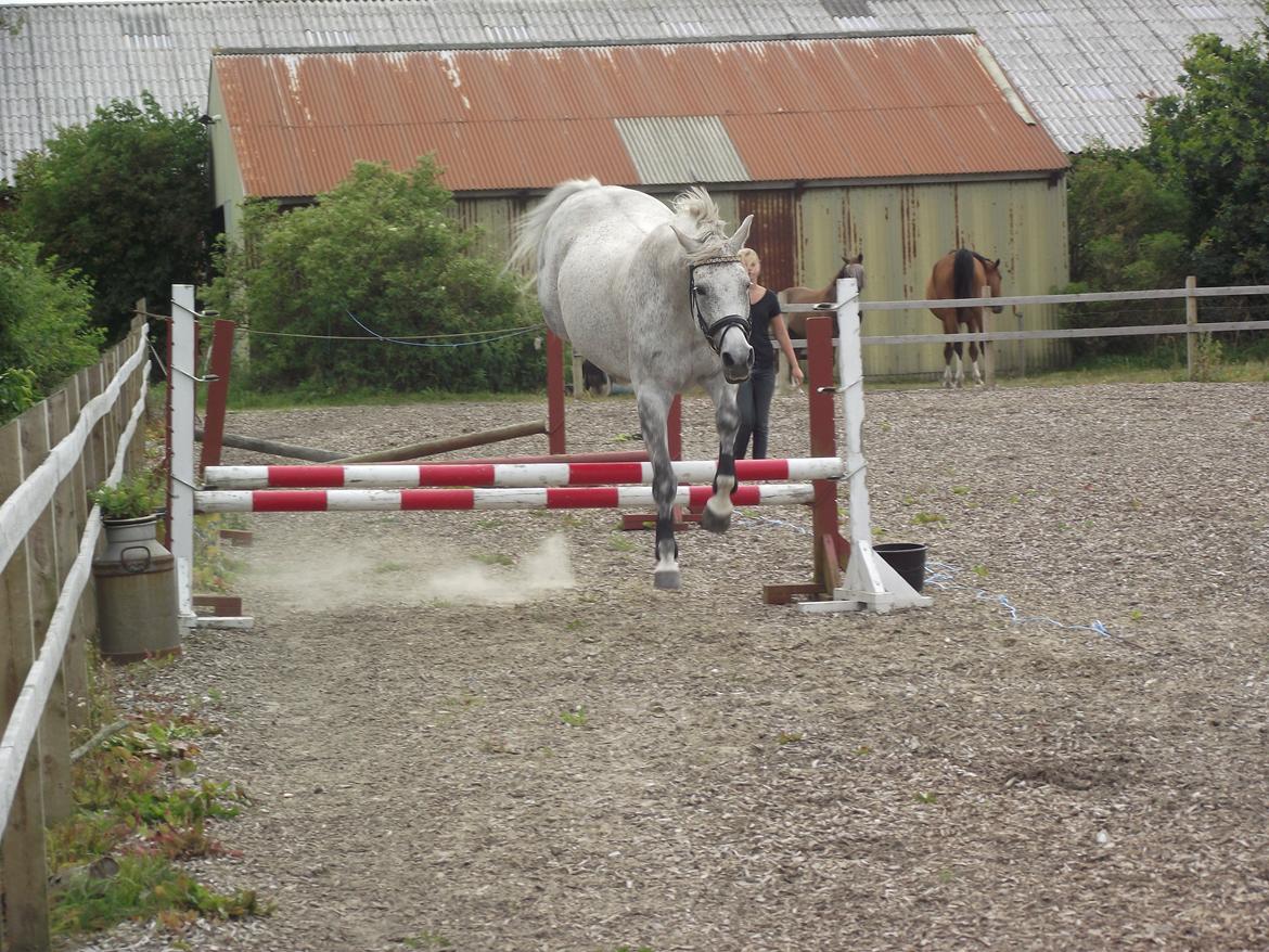 Anden særlig race Højgårdens Tess<3 Lille grå:) billede 17