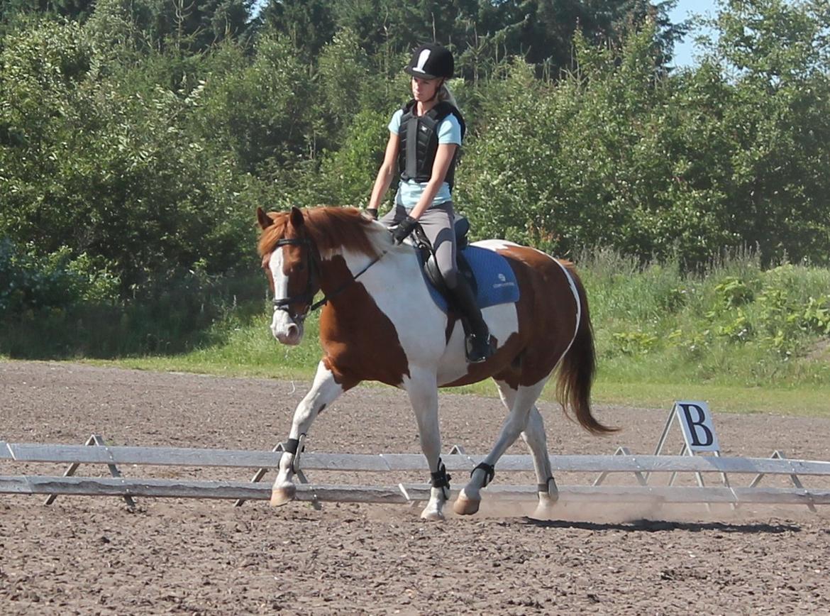 Anden særlig race Bailey<3 - Lækker!<3 billede 7