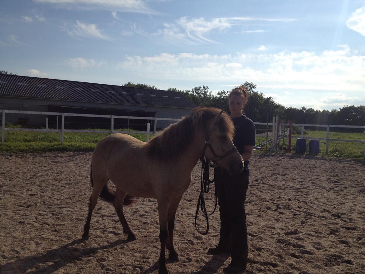 Islænder Disa fra Bøgvad - 26. mdr. billede 14