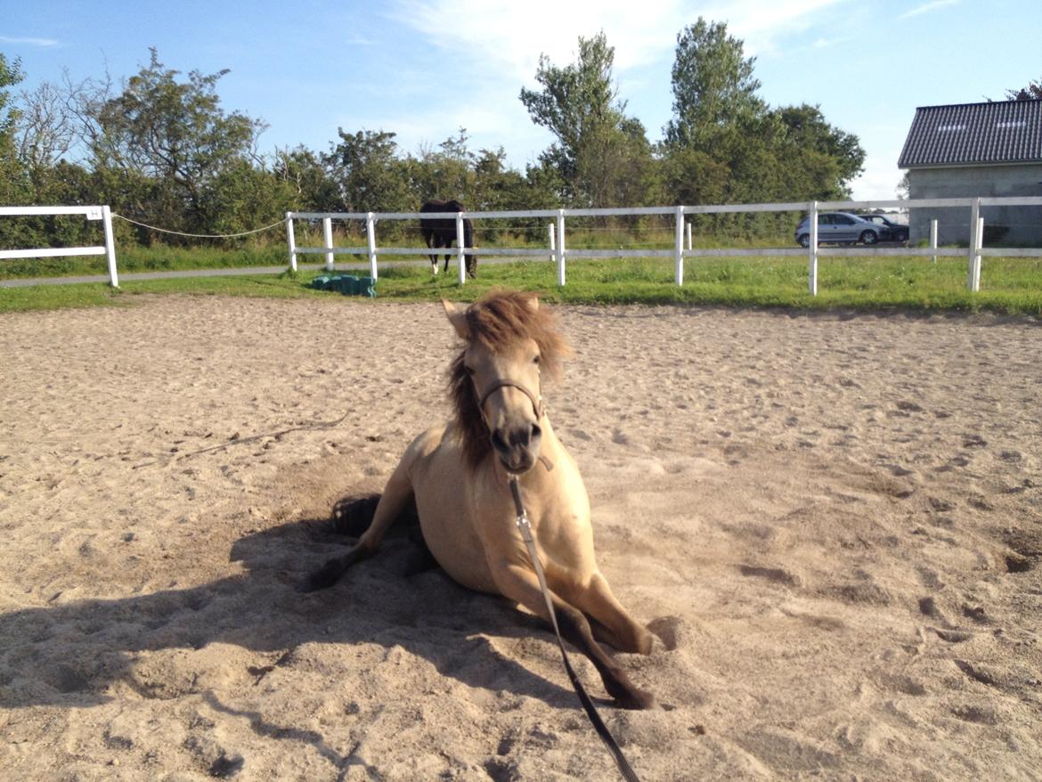 Islænder Disa fra Bøgvad billede 15