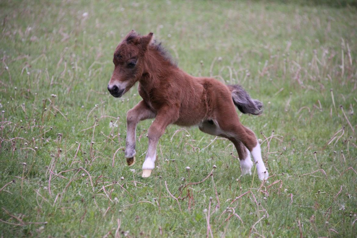 Dansk Miniature KM Showmann billede 7