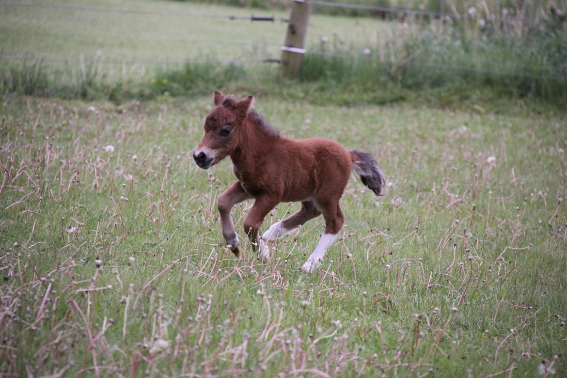 Dansk Miniature KM Showmann billede 8