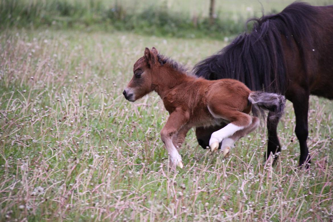 Dansk Miniature KM Showmann billede 9