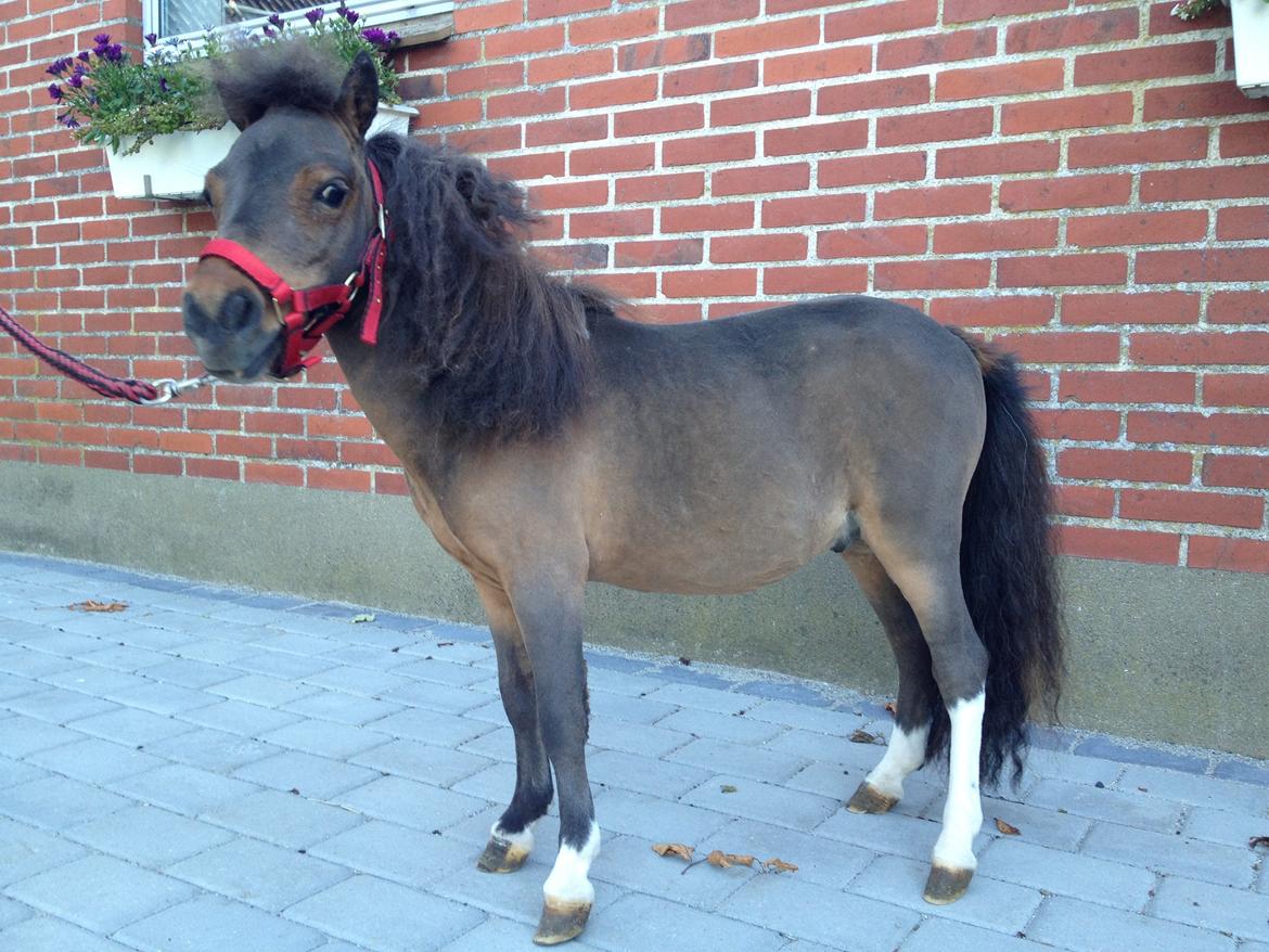 Dansk Miniature KM Showmann billede 10