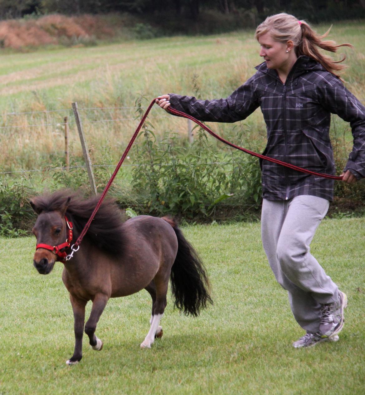 Dansk Miniature KM Showmann billede 14