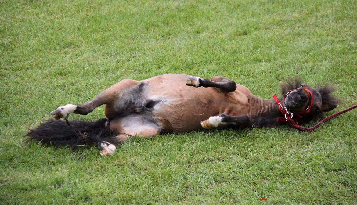 Dansk Miniature KM Showmann billede 16