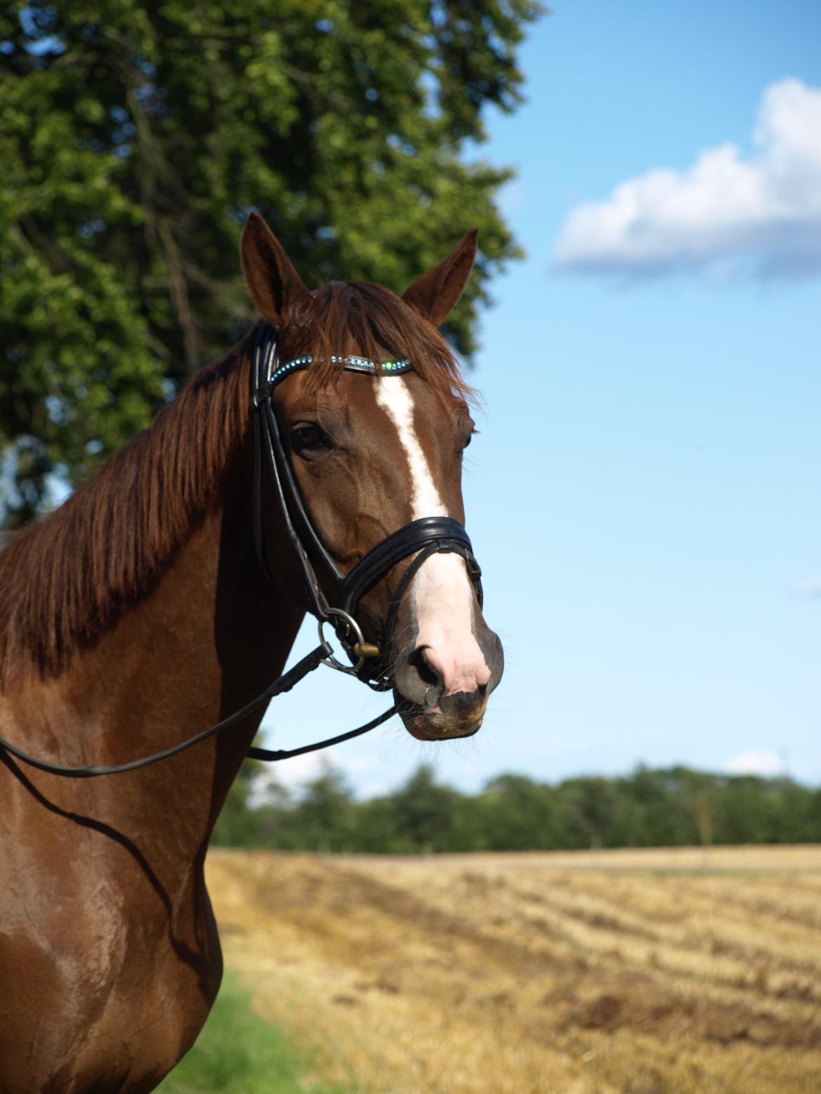 Dansk Varmblod Lobergs Nimb - August 2012 billede 19