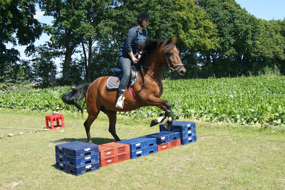 Anden særlig race Javana billede 12