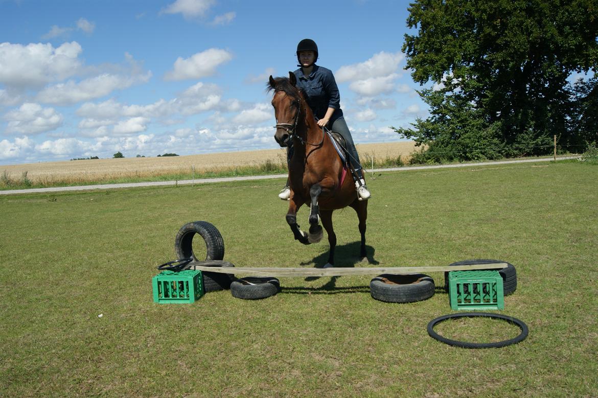 Anden særlig race Javana billede 13