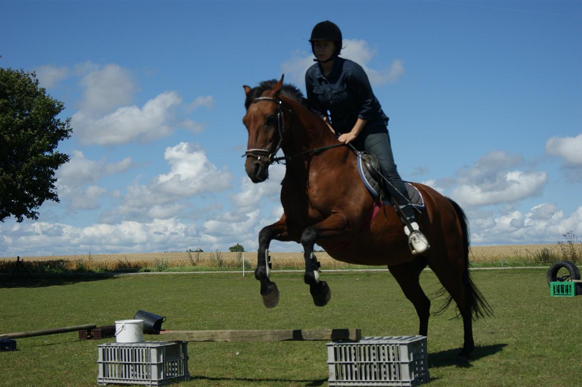 Anden særlig race Javana billede 14