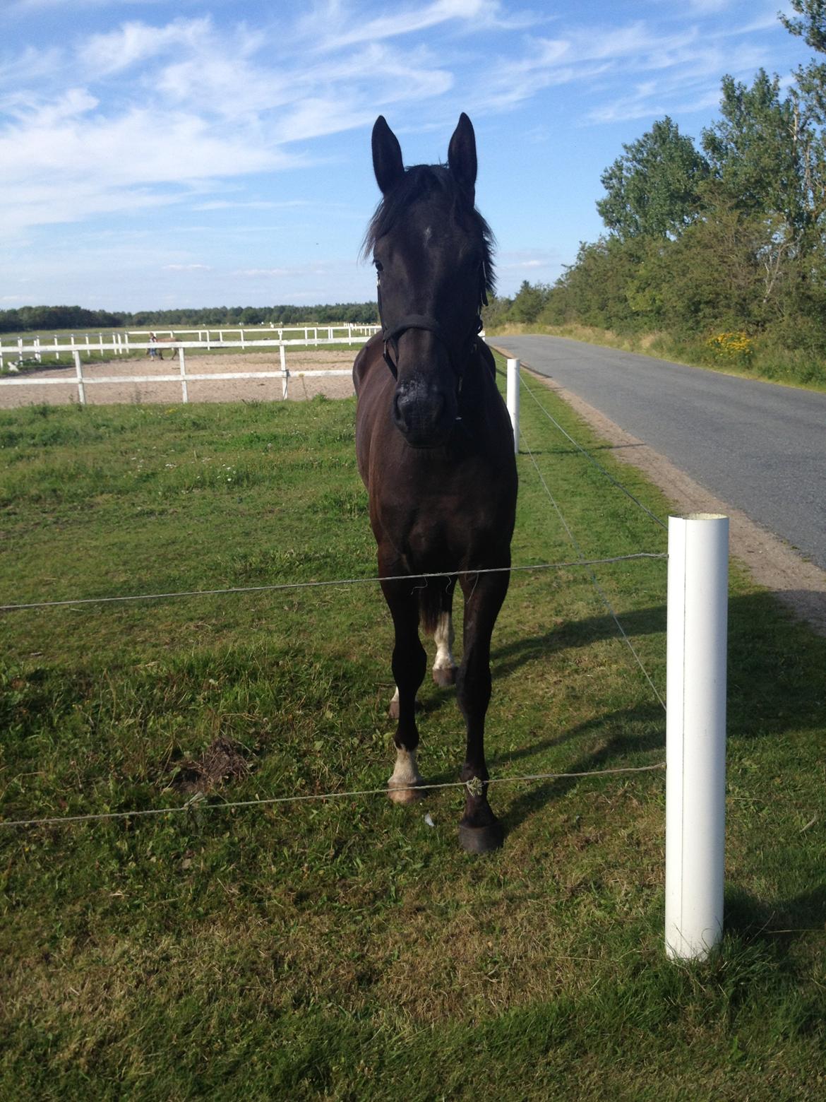 Anden særlig race Colardo billede 15