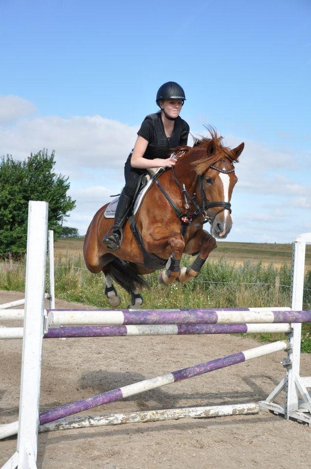 New Forest Lillehøjs Milia - Søde pony!<3<3 billede 11